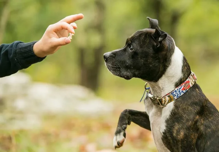 Canine Dock Diving Boost Your Dog’s Confidence and Fun